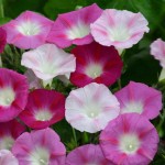 Purple Morning Glory Mix Seeds 2g Packet (Ipomoea purpurea) - Seed for Morning Glories Purple Morning Glory Mix Seeds 2g (Ipomoea purpurea)