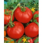 Tomato Ace|kipogeorgiki.live