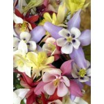 Ακουιλέγια ή Κολομπίνα 0,3g Σπόροι (Aquilegia caerulea)