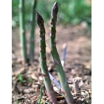 Asparagus officinalis|kipogeorgiki.live