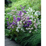 Peach-Leaved Bellflower Mix Seeds 0.5g Packet (Campanula persicifolia 'Grandiflora') - Seed for Bellflowers Peach-Leaved Bellflower Mix Seeds 0.5g Packet