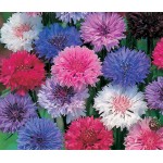Ornamental Double Knapweed Mix Seeds 1.5g Packet (Centaurea spp.) - Seed for Ornamental Knapweeds Ornamental Double Knapweed Mix Seeds 1.5g Packet