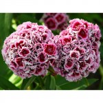 Sweet William Pink Double Mix Seeds 0.4g Packet (Dianthus barbatus) - Seed for Sweet William Sweet William Pink Double Seeds 0.4g-Dianthus barbatus