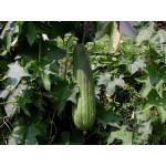 Κολοκύθι Σφουγγαριά Luffa (Luffa aegyptiaca) Κολοκύθι Σφουγγαριά Luffa (Luffa aegyptiaca) | kipogeorgiki.live
