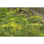 Fennel Seeds Packet 12652 (Foeniculum vulgare) - Seed for Fennels Fennel Seeds Packet 12652 (Foeniculum vulgare)