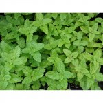 Μελισσόχορτο Σπόροι Φακελάκι 12654 (Melissa officinalis) - Σπόρος για Μελισσόχορτα Μελισσόχορτο Σπόροι Φακελάκι 12654-Melissa officinalis