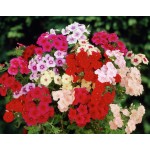 Φλοξ ή Φλοξάκι Μίγμα 1g Σπόροι Φάκελος-Phlox drummondii