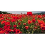 Common Poppy Seeds Packet 12665 (Papaver rhoeas) - Seed for Common Poppies Common Poppy Seeds Packet 12665 (Papaver rhoeas)