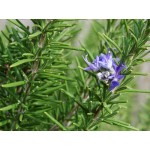 Δεντρολίβανο Σπόροι Φακελάκι 12642 (Rosmarinus officinalis) - Σπόρος για Δεντρολίβανα Δεντρολίβανο Σπόροι Φακελάκι (Rosmarinus officinalis)