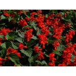 Scarlet Sage Dwarf Mix Seeds 0.3g Packet (Salvia splendens) - Seed for Scarlet Sages Scarlet Sage Dwarf Mix Seeds 0.3g (Salvia splendens)