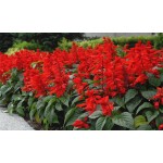 Φωτιά Ψηλή 0,3g Σπόροι Φάκελος (Salvia splendens) - Σπόρος για Σάλβιες Ψηλές Φωτιά Ψηλή 0,3g Σπόροι Φάκελος (Salvia splendens)