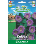 Cup and Saucer Vine Mix Seeds 0.3g Packet (Cobaea scandens) - Seed for Cup and Saucers Cup and Saucer Vine Mix Seeds 0.3g (Cobaea scandens)