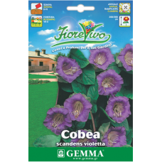 Κομπέα Αναρριχώμενη Μίγμα 0,3g Σπόροι (Cobaea scandens)