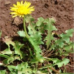 Taraxacum officinalis seeds|kipogeorgiki.live Taraxacum officinalis seeds|kipogeorgiki.live