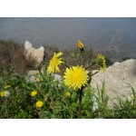 Taraxacum officinalis seeds|kipogeorgiki.live Taraxacum officinalis seeds|kipogeorgiki.live