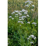 Corn Salad Seeds-Valerianella locusta D'Olanda a Seme Grosso