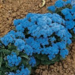 Αγήρατο Νάνο Μπλε 0,3g Σπόροι Φάκελος (Ageratum houstonianum) - Σπόρος Αγήρατων Αγήρατο Νάνο Μπλε 0,3g Σπόροι (Ageratum houstonianum)