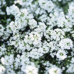 Sweet Alyssum White Dwarf Seeds 0.6g Packet (Alyssum maritimum) - Sweet Alyssums Seed Sweet Alyssum White Dwarf Seeds 0.6g Packet (Alyssum maritimum)