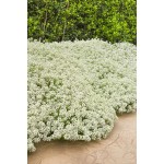 Sweet Alyssum White Dwarf Seeds 0.6g Packet (Alyssum maritimum) - Sweet Alyssums Seed Sweet Alyssum White Dwarf Seeds 0.6g Packet (Alyssum maritimum)