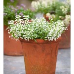 Sweet Alyssum White Dwarf Seeds 0.6g Packet (Alyssum maritimum) - Sweet Alyssums Seed Sweet Alyssum White Dwarf Seeds 0.6g Packet (Alyssum maritimum)