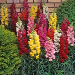 Snapdragon Mix Seeds 0.5g Packet (Antirrhinum majus) - Seed for Snapdragons Snapdragon Mix Seeds 0.5g Packet (Antirrhinum majus)