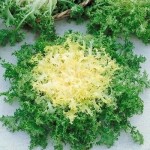 Αντίδι Κατσαρό Κοντό 10g Σπόροι Φακελάκι (Cichorium endivia crispum 'Riccia Cuor d' Oro') - Σπόρος Αντιδιών σε Φάκελα Αντίδι Κατσαρό Κοντό 10g Σπόροι 'Riccia Cuor d' Oro'