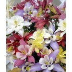 Ακουιλέγια ή Κολομπίνα 0,3g Σπόροι (Aquilegia caerulea)