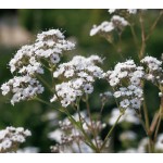 Common Gypsophila Seeds 2.5g Packet (Gypsophila paniculata) - Seed for Common Gypsophilas Common Gypsophila Seeds 2.5g (Gypsophila paniculata)