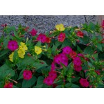 Marvel of Peru Seeds 1g Packet (Mirabilis jalapa)