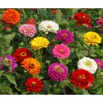 Common Zinnia California Giant Double Mix Seeds 0.9g Packet (Zinnia elegans) - Seed for Zinnias Common Zinnia California Giant Double Mix Seeds 0.9g