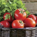 Tomato Campbell No33|kipogeorgiki.live Tomato Campbell No33|kipogeorgiki.live