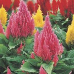 Silver Cock's Comb Seeds 0.6g Packet (Celosia plumosa) - Seed for Silver Cock's-Combs Silver Cock's Comb Seeds 0.6g Packet (Celosia plumosa)