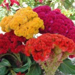 Double Crested Cock's-Comb Seeds 1g (Celosia cristata)