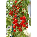 Tomato cherry|kipogeorgiki.live