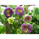 Cup and Saucer Vine Mix Seeds 0.3g Packet (Cobaea scandens) - Seed for Cup and Saucers Cup and Saucer Vine Mix Seeds 0.3g (Cobaea scandens)