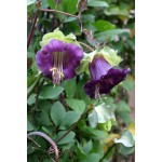 Cup and Saucer Vine Mix Seeds 0.3g Packet (Cobaea scandens) - Seed for Cup and Saucers Cup and Saucer Vine Mix Seeds 0.3g (Cobaea scandens)
