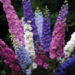 Δελφίνιο Διπλό Μίγμα 0,5g Σπόροι Φάκελος (Delphinium consolida) - Σπόρος για Δελφίνια Δελφίνιο Διπλό Μίγμα 0,5g Σπόροι (Delphinium consolida)