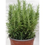 Δεντρολίβανο Σπόροι Φακελάκι 12642 (Rosmarinus officinalis) - Σπόρος για Δεντρολίβανα Δεντρολίβανο Σπόροι Φακελάκι (Rosmarinus officinalis)