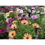 Διμορφοθήκη Μίγμα 0,3g Σπόροι Φάκελος (Dimorphotheca aurantiaca) - Σπόρος για Διμορφοθήκες Διμορφοθήκη Μίγμα 0,3g Σπόροι-Dimorphotheca aurantiaca