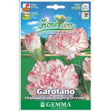Γαρύφαλλο Διπλό Δίχρωμο 0,4g Σπόροι-Dianthus caryophyllus