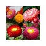 Strawflower Double Mix Seeds 10g-Helichrysum bracteatum