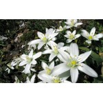 Edelweiss White Seeds 0.5g Packet (Leontopodium nivale) - Seed for Edelweiss Edelweiss White Seeds 0.5g Packet (Leontopodium nivale)