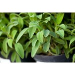 Common Sage Seeds Packet 12658 (Salvia officinalis) - Seed for Common Sages Common Sage Seeds Packet 12658 (Salvia officinalis)