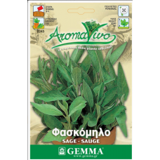 Common Sage Seeds Packet 12658 (Salvia officinalis)