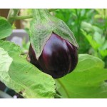Μελιτζάνα Φλάσκα Μαύρη Σπόροι (Solanum melongena) | kipogeorgiki.live