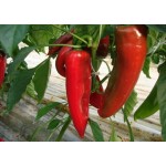 Capsicum annuum Florinis|kipogeorgiki.live