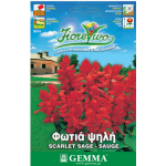 Φωτιά Ψηλή 0,3g Σπόροι Φάκελος (Salvia splendens) - Σπόρος για Σάλβιες Ψηλές Φωτιά Ψηλή 0,3g Σπόροι Φάκελος (Salvia splendens)
