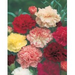 Carnation Double Mix Seeds 0.4g Packet (Dianthus caryophyllus) - Seed for Double Carnations Carnation Double Mix Seeds 0.4g (Dianthus caryophyllus)