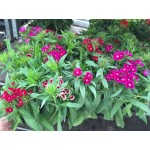 Sweet William Pink Single Mix Seeds 0.4g Packet (Dianthus barbatus) - Seed for Sweet William Sweet William Pink Mix Seeds 0.4g (Dianthus barbatus)