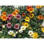 Treasure Flower Mix Seeds 0.15g Packet (Gazania splendens) - Seed for Treasure Flowers Treasure Flower Mix Seeds 0.15g (Gazania splendens)